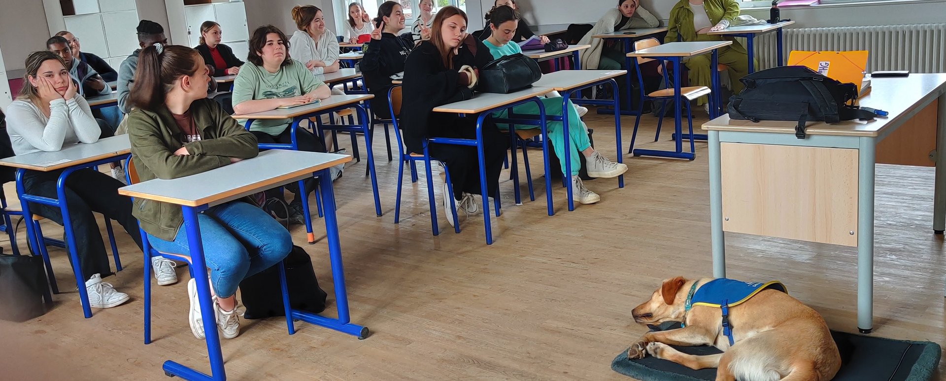 Chien médiateur en classe