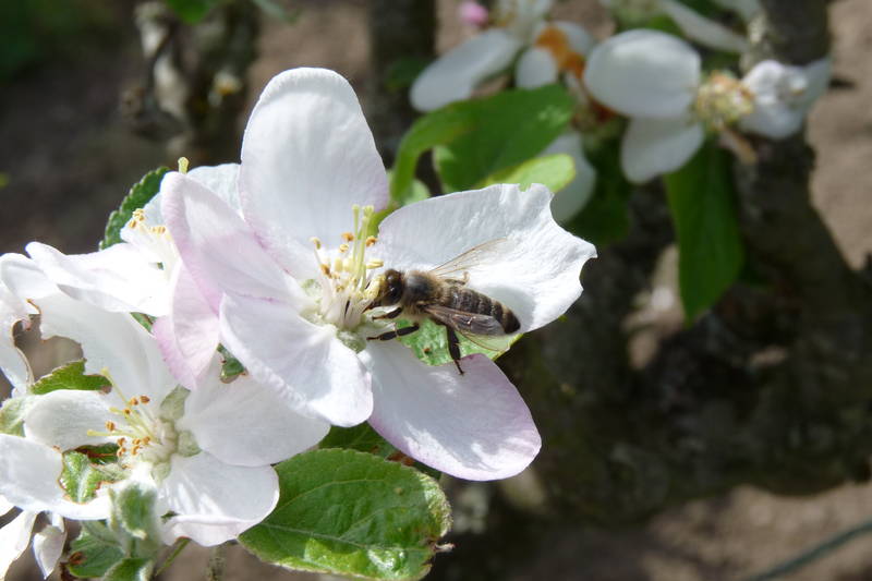 Les abeilles pollinisent les arbres fruitiers plantés sur les parcelles d'agroforesterie 